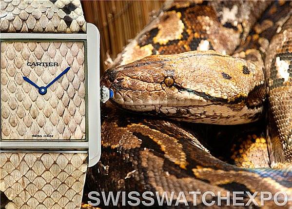 The image shows a close-up of the Cartier Tank Solo W5200021 Men's Stainless Steel Beige Dial W5200021 Men's Stainless Steel Beige Dial watch face with a snakeskin pattern, next to a snake.